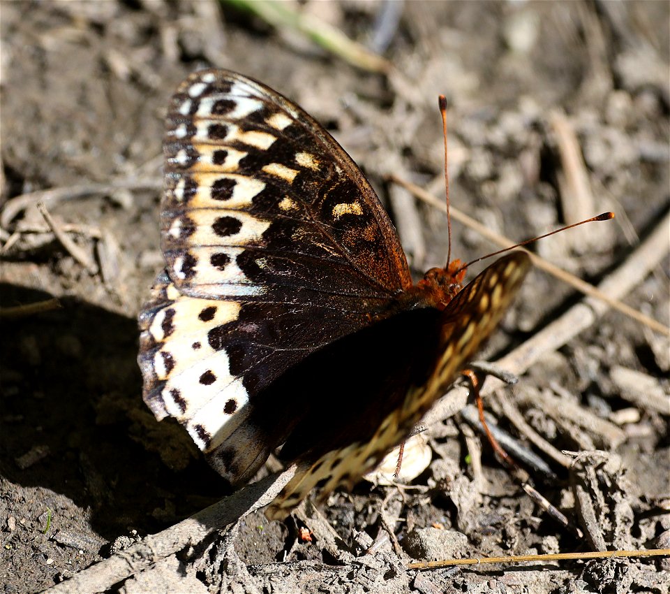 FRITILLARY, GREAT SPANGLED (Speyeria cybele) (08-30-2022) female, 5000 ft, bear basin meadow, six rivers nat forest, del norte co, ca (6)