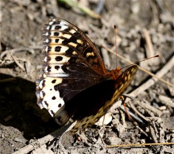 FRITILLARY, GREAT SPANGLED (Speyeria cybele) (08-30-2022) female, 5000 ft, bear basin meadow, six rivers nat forest, del norte co, ca (6)