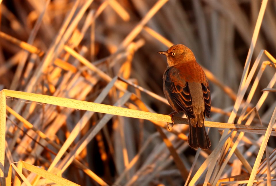 Rusty Blackbird Huron Wetland Management District South Dakota