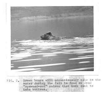(1963) Swimming Bear photo