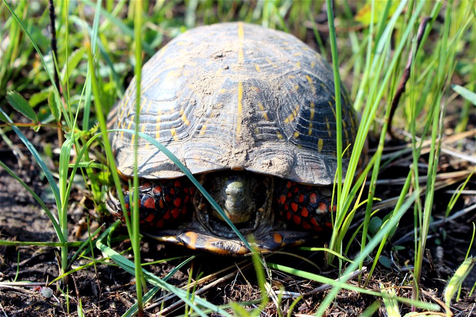 Ornate Box Turtle photo