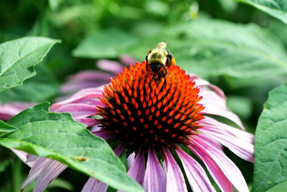 Pollinating Bee