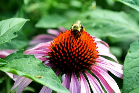 Pollinating Bee photo