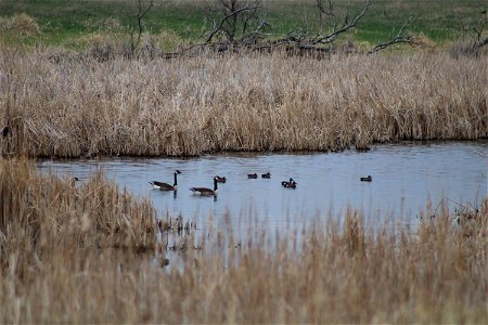 Waterfowl Lake Andes Wetland Management District South Dakota