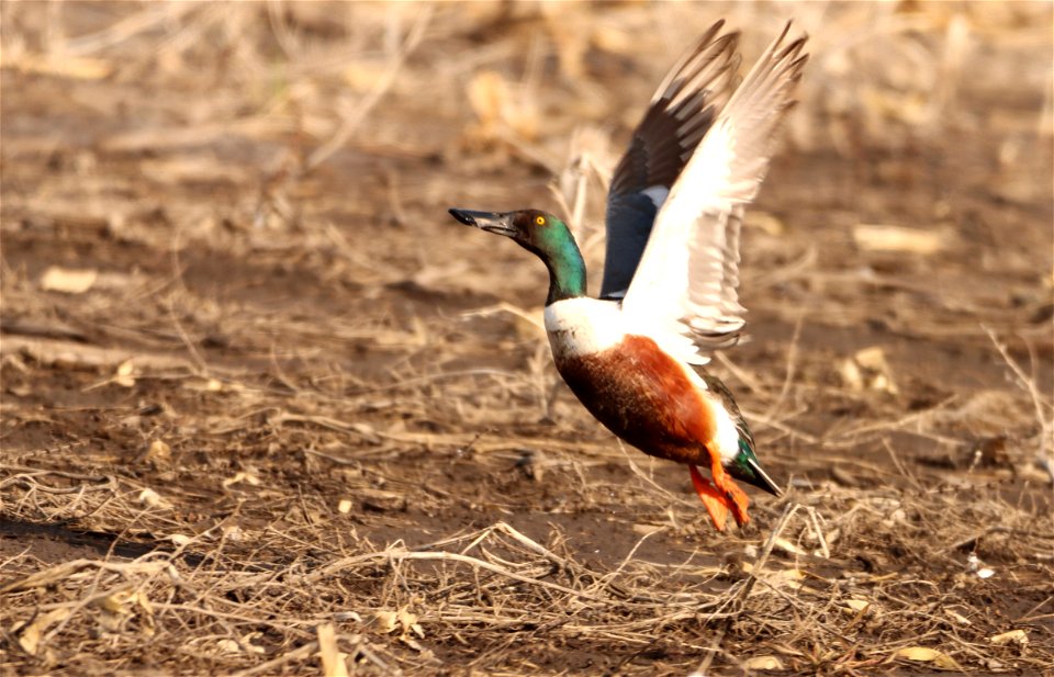 Northern Shoveler Huron Wetland Management District photo