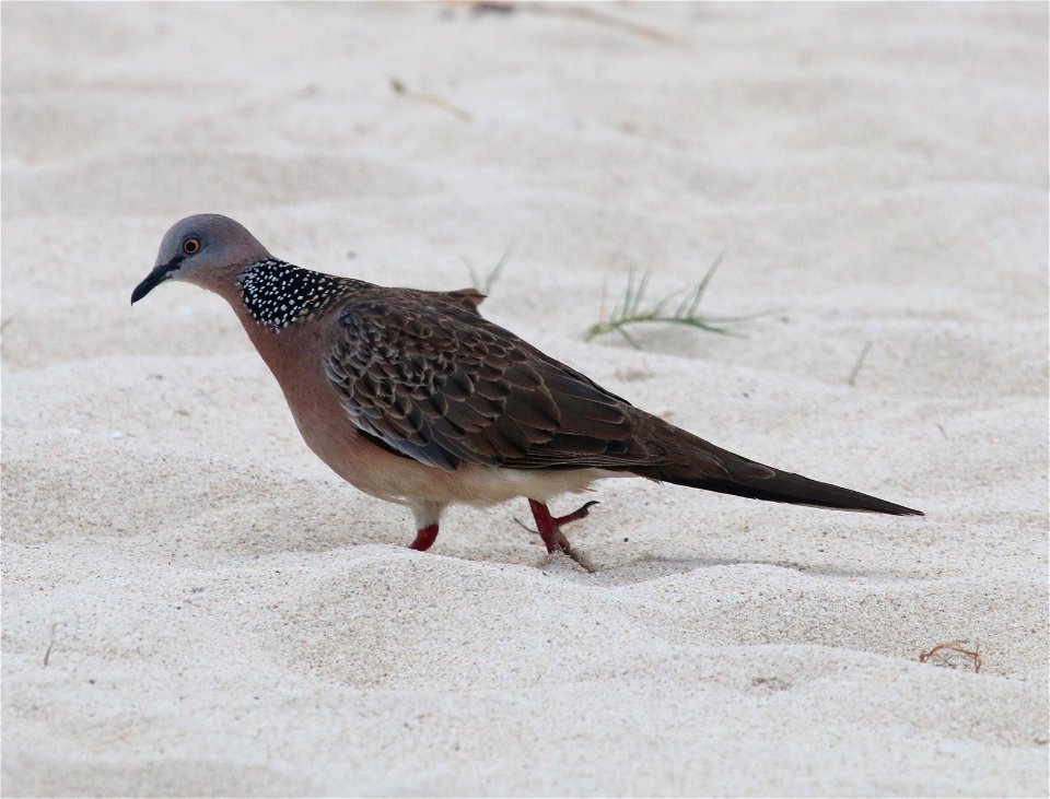 Streptopelia chinensis 1