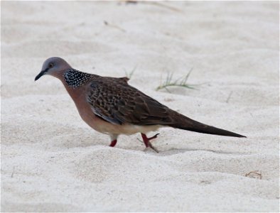 Streptopelia chinensis 1