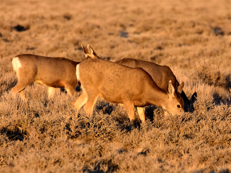 Mule deer at Seedskadee National Wildlife Refuge