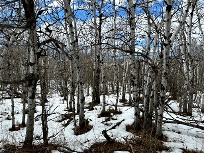 In The Thick of Aspen photo