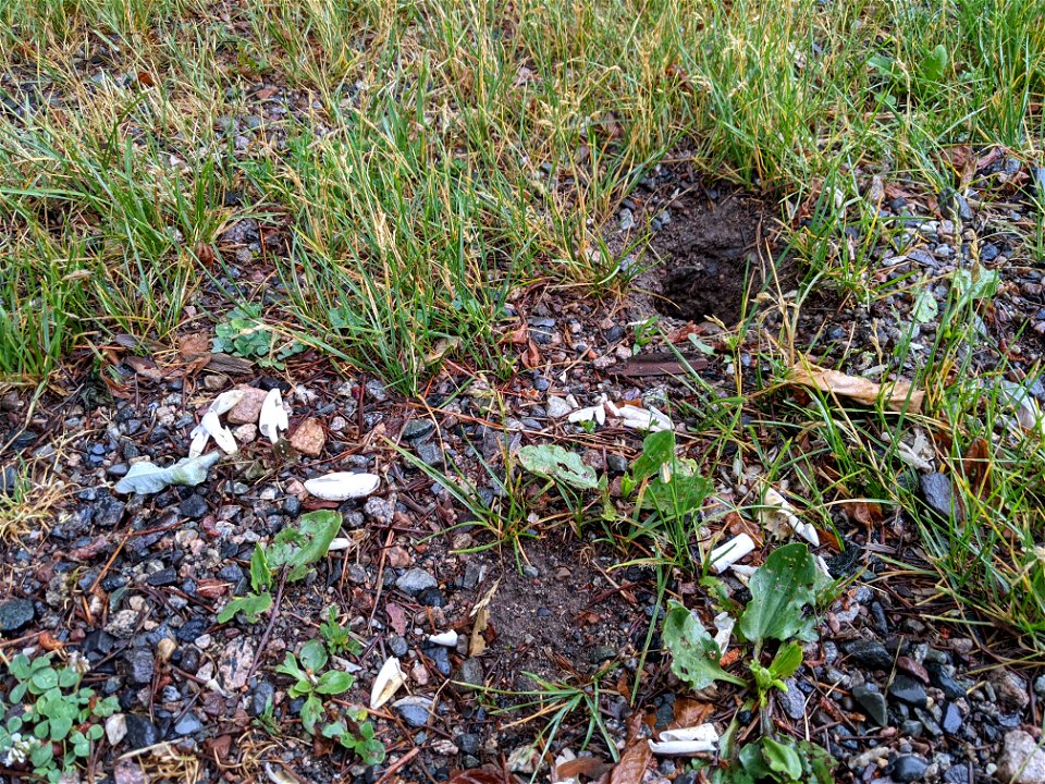 The remains of a raided turtle nest