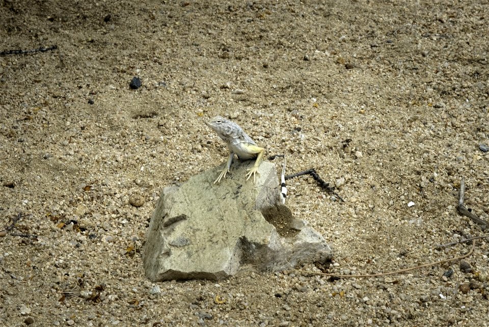 Zebra-tailed lizard (Callisaurus draconoides)