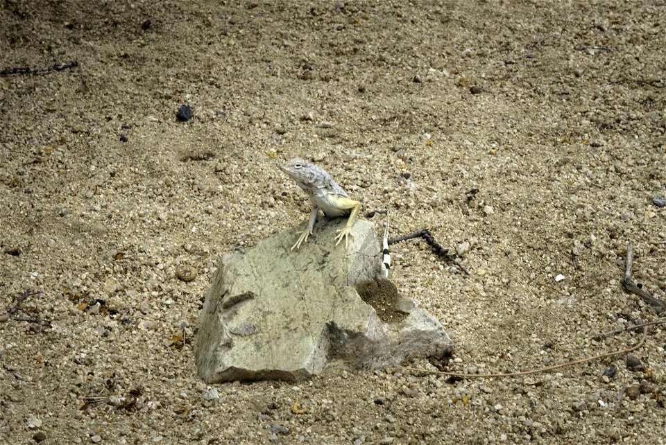 Zebra-tailed lizard (Callisaurus draconoides) photo