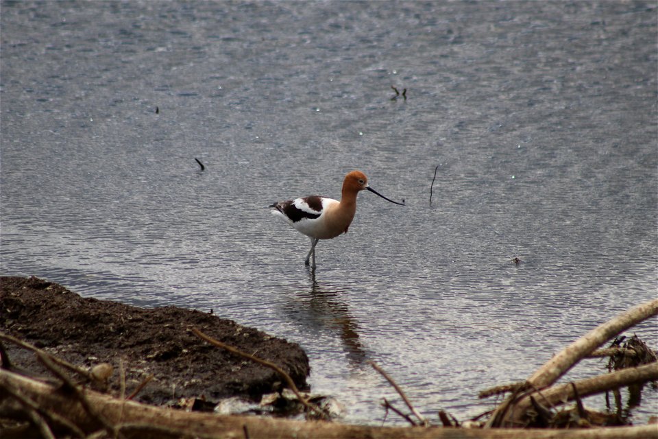 American Avocet Lake Andes National Wildlife Refuge South Dakota