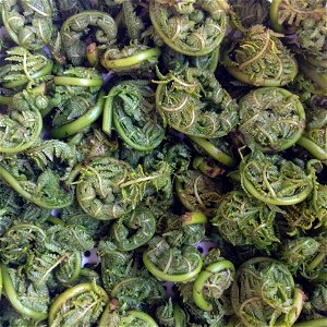 fiddlehead_ferns