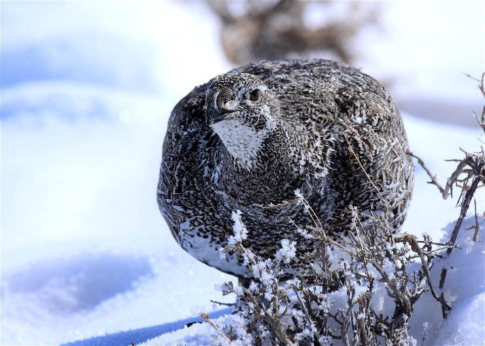 Greater sage-grouse on Seedskadee National Wildlife Refuge
