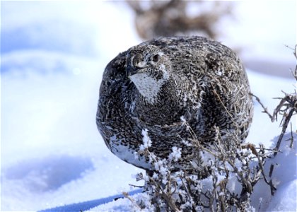 Greater sage-grouse on Seedskadee National Wildlife Refuge