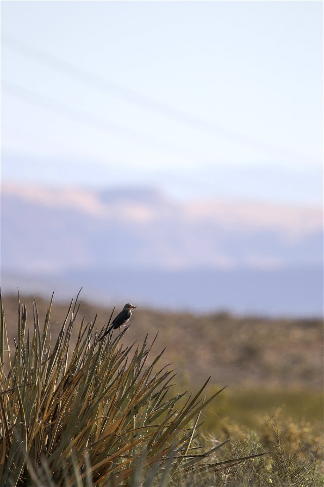 MAY 18 A perching northern mockingbird