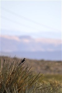 MAY 18 A perching northern mockingbird photo