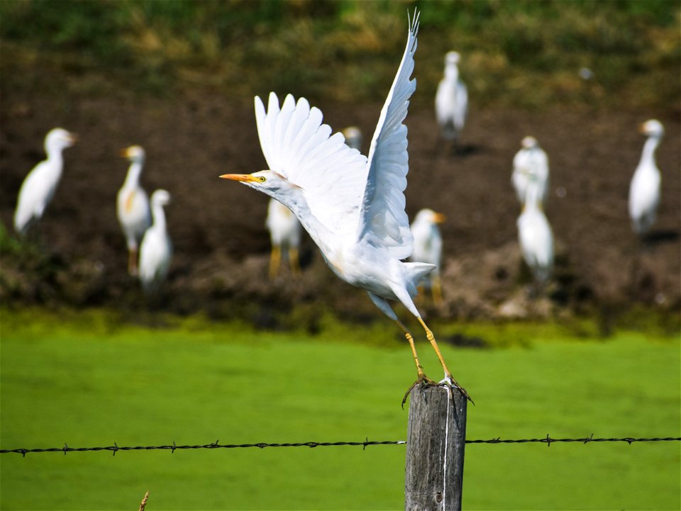 Cattle Egret on Crystal Lake WPA Lake Andes Wetland Management District South Dakota