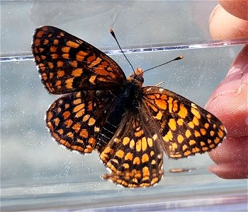 CHECKERSPOT, NORTHERN (Chlosyne palla) (05-15-2022)  howell botanical drive, middle of days gulch bot area, 8 dollar road, josephine co, or (1)