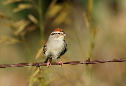 Chipping Sparrow Huron Wetland Management District photo