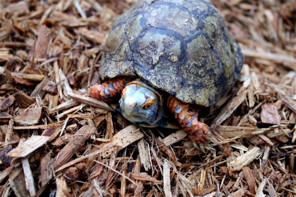 Mexican Box Turtle