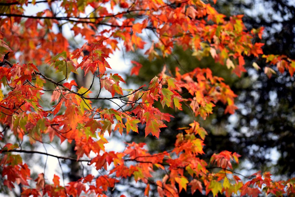 Fall color