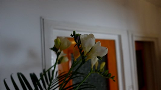 flori_flowers-wife-2023_0214_092546