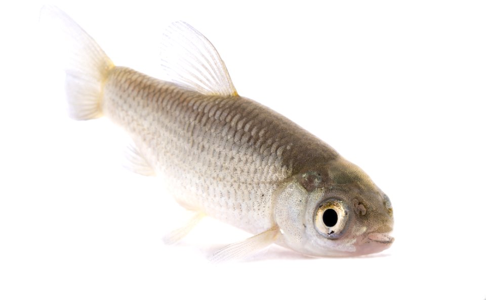Grass Carp (Ctenopharyngodon idella), Juvenile-9