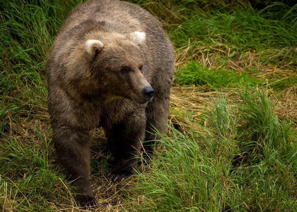 Bear 128 Grazer Fat Photo