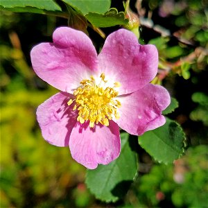 NOOTKA ROSE (Rosa nutkana) (6-25-2021) crescent city, del norte co, ca