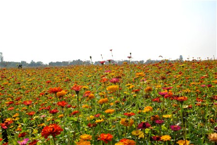 Cosmos Flowers photo