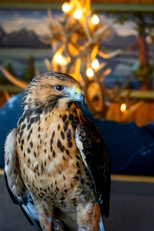 Juvenile Swainson's Hawk at Raptors on Refuges at the National Elk Refuge