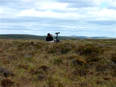 Searching for curlews photo
