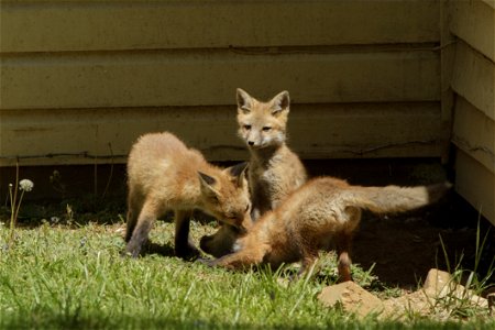 Red Fox Kits at Play photo