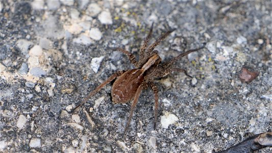 Alopecosa pulverulenta-Group (female)