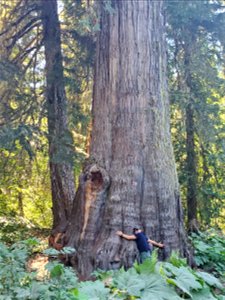 Western Red Cedar on Wenatchee River Ranger District, Okanogan-Wenatchee NF photo