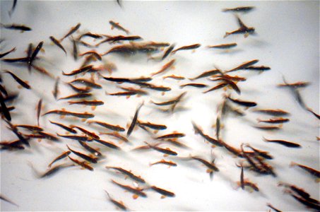 Atlantic Salmon