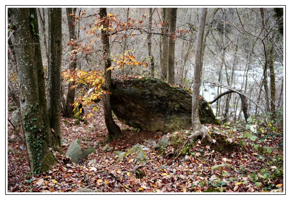 forest walk