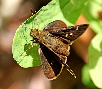 SKIPPER, TWIN-SPOT (Oligoria maculata) (05-23-2023) neusiok trail south from rte 101, craven co, nc (1)