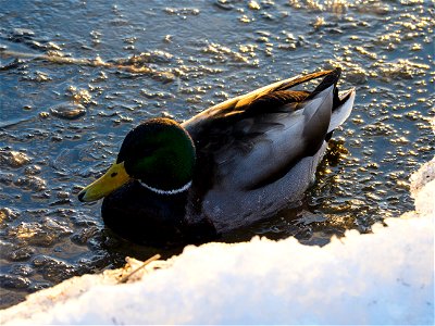 Mallard photo