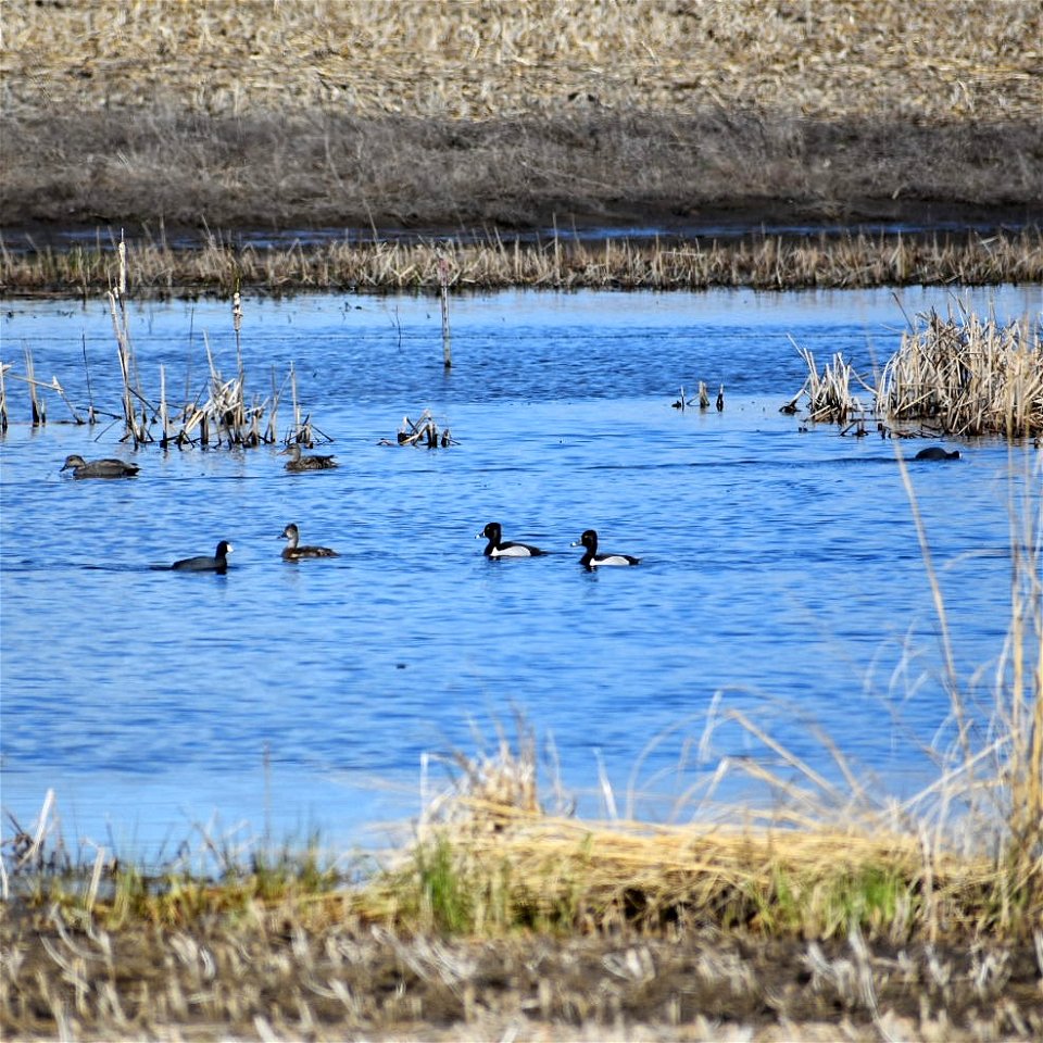 Ring-necked Duck in May on Lake Andes Wetland Management District South Dakota.
