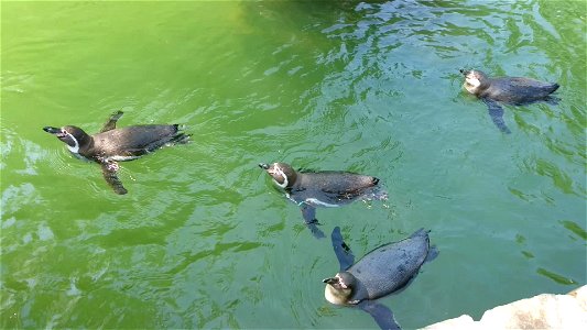 Penguins swimming