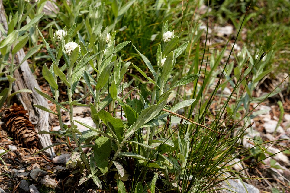 Anaphalis margaritacea