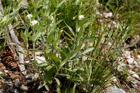 Anaphalis margaritacea photo