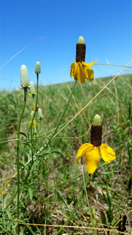 Yellow Prairie Coneflower Lake Andes Wetland Management District South Dakota