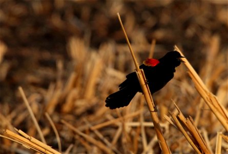Male Red-Winged Blackbird Huron Wetland Management District South Dakota photo