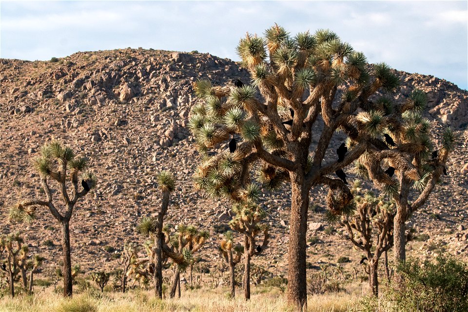 Ravens on Joshua trees
