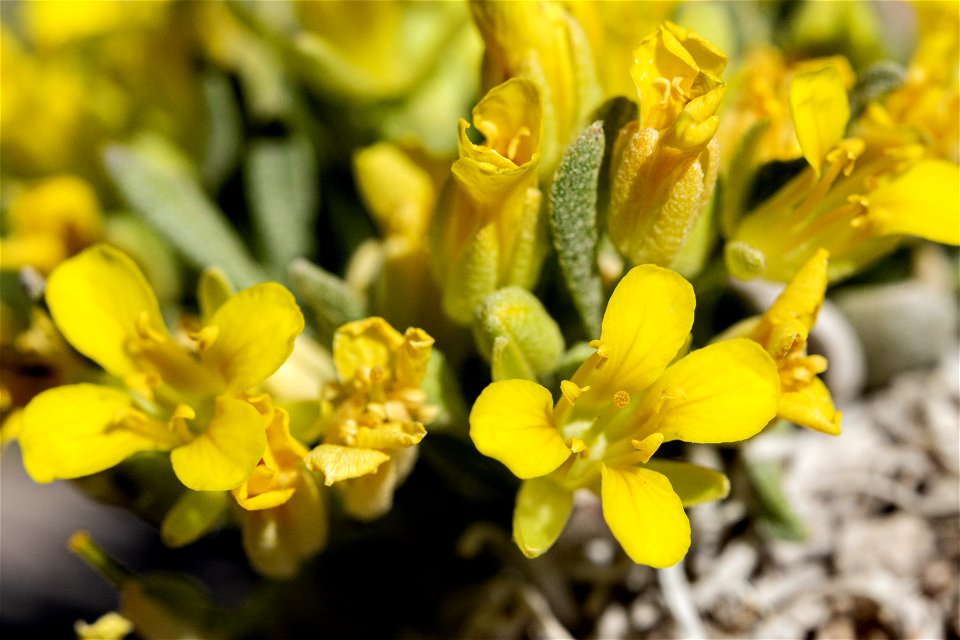Physaria reediana