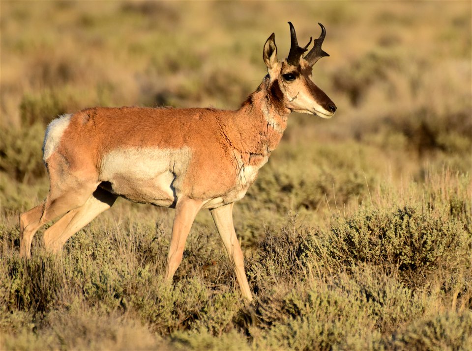 Pronghorn at Seedskadee National Wildlife Refuge